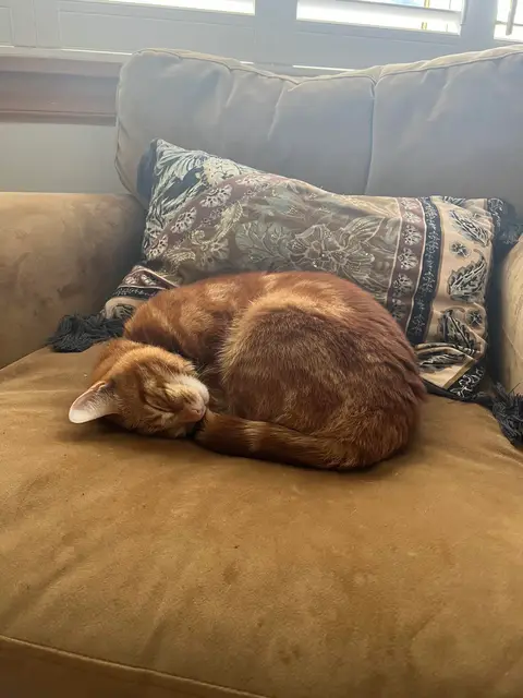 Curly boy