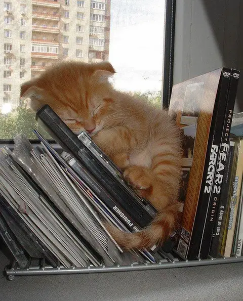 Kitty