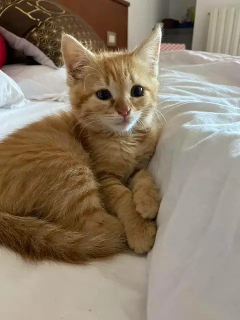 Aww