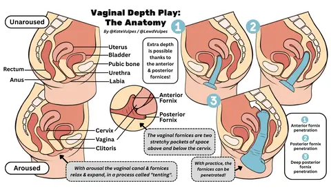 The anatomy of deep vaginal penetration, for anyone curious about how it works! Plus FAQ!