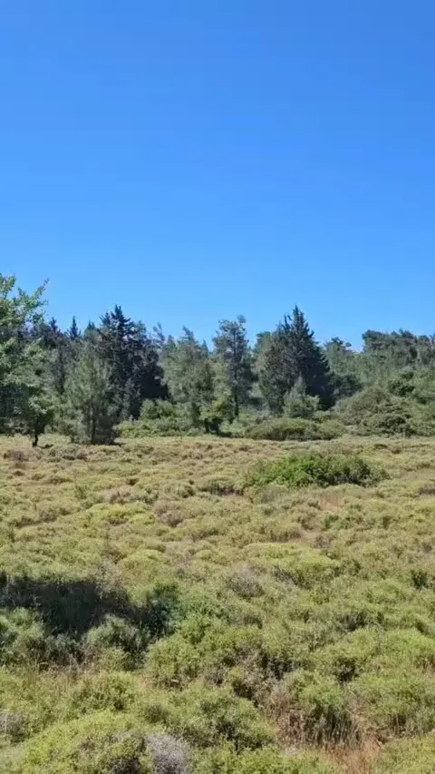 Risky Hike Through the Olive Groves